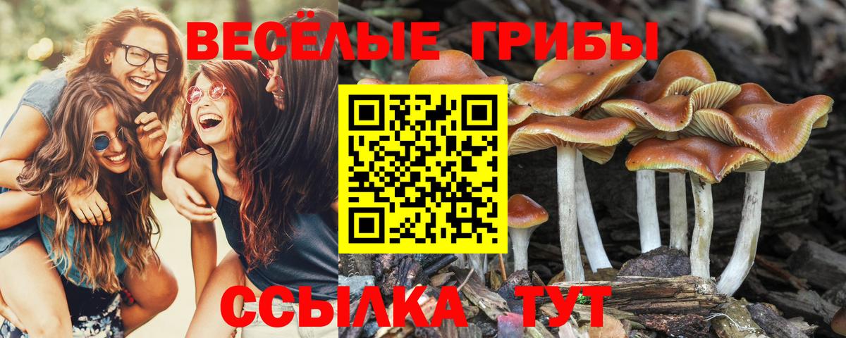 Псилоцибиновые грибы Psilocybine cubensis Шадринск